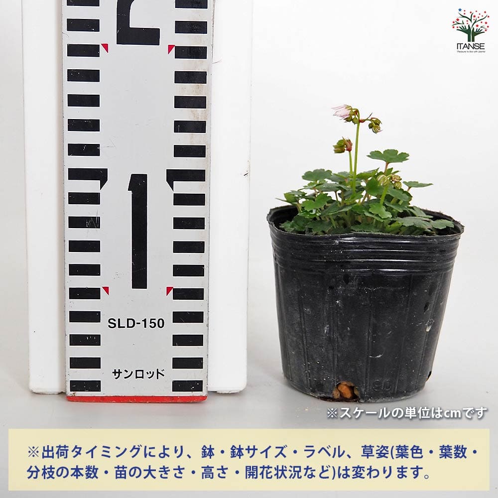 大文字草(ダイモンジソウ) 妖精 【花苗 3号】｜ 【植物のITANSE