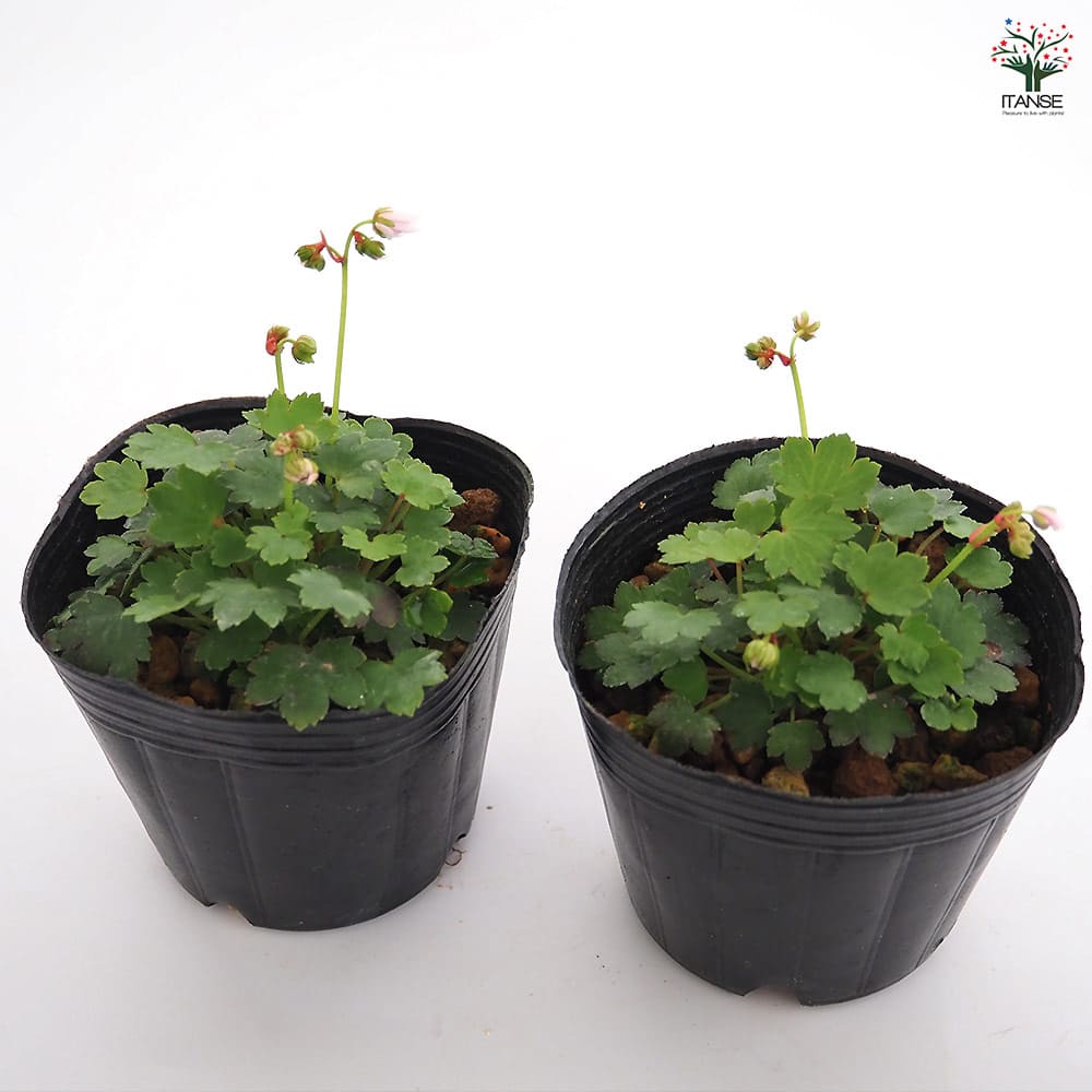 カッティングダイ 妖精 月 星 草花 大文字草(ダイモンジソウ) 妖精 【花苗 3号】｜ 【植物のITANSE