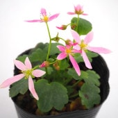 大文字草(ダイモンジソウ) 秋明 【花苗 3号】|花苗