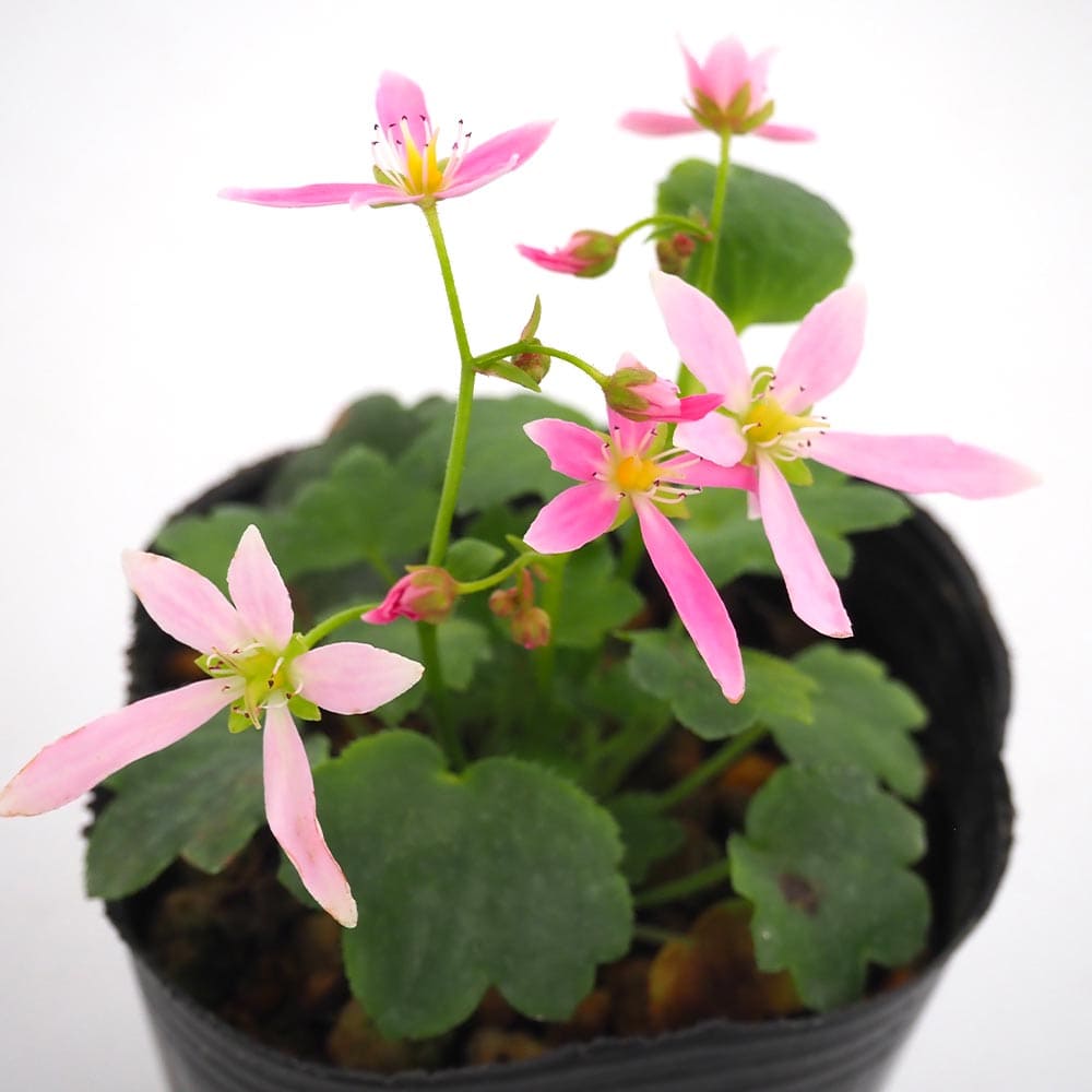 大文字草(ダイモンジソウ) 秋明 【花苗 3号】