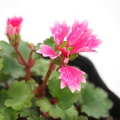 大文字草(ダイモンジソウ) 舞扇 【花苗 3号】|花苗