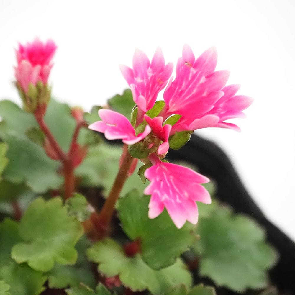 大文字草(ダイモンジソウ) 舞扇 【花苗 3号】