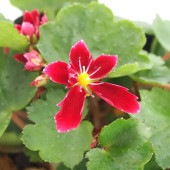 大文字草(ダイモンジソウ) 紅司 【花苗 3号】|花苗