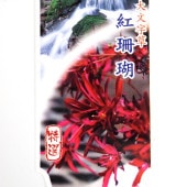 大文字草(ダイモンジソウ) 紅珊瑚 【花苗 3号】|花苗