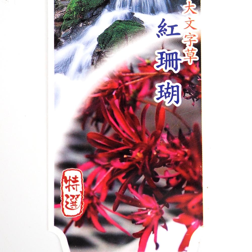 大文字草(ダイモンジソウ) 紅珊瑚 【花苗 3号】