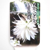 大文字草(ダイモンジソウ) 白糸の滝 【花苗 3号】|花苗