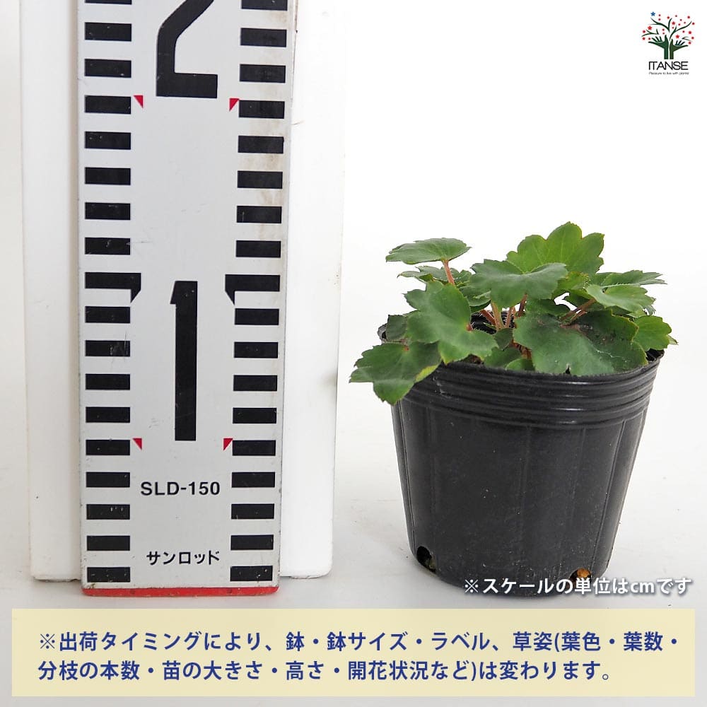 白文字（シロモジ）盆栽 SG003 白文字（シロモジ）盆栽 SG003 白文字（シロモジ）盆栽 SG003 盆栽