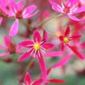 大文字草(ダイモンジソウ) 正美 【花苗 3号】|花苗