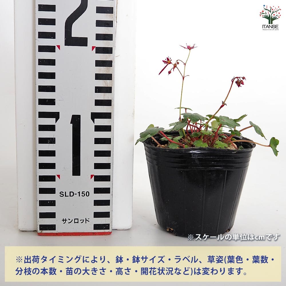 大文字草(ダイモンジソウ) 正美 【花苗 3号】｜ 【植物のITANSE