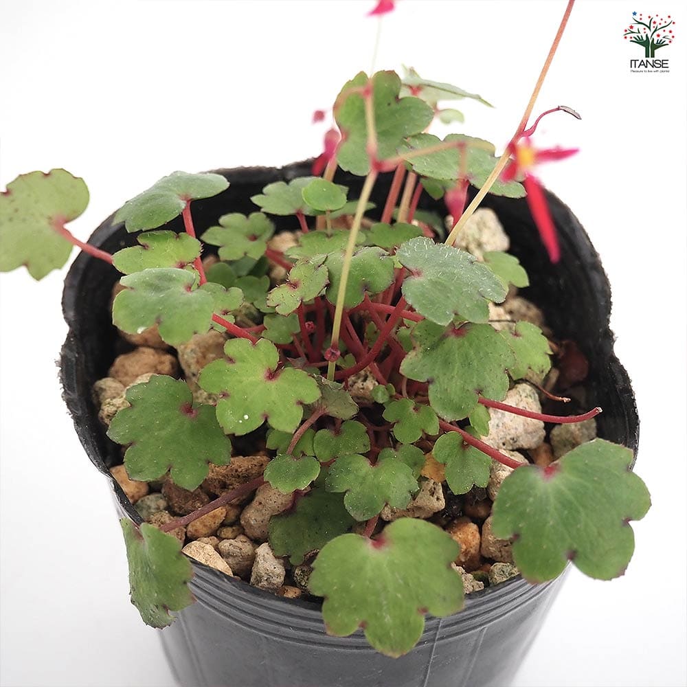 大文字草(ダイモンジソウ) 正美 【花苗 3号】｜ 【植物のITANSE