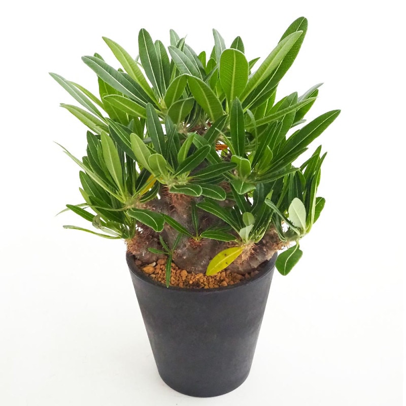 観葉植物 パキポディウム バロニー 【観葉植物 3号鉢／1個売り