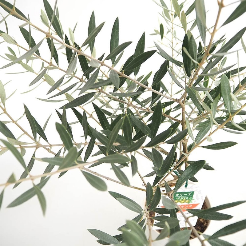 オリーブの苗木 品種：ホジブランコ(オヒブランカ)【果樹の苗木 6号白