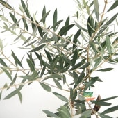 オリーブ ホジブランコ 白テーパ鉢 【果樹の苗木 5号／1個売り】|オリーブ|果樹苗