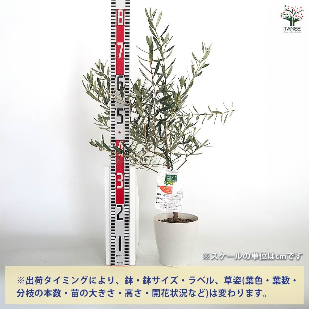 オリーブ ホジブランコ 白テーパ鉢 【果樹の苗木 5号／1個売り