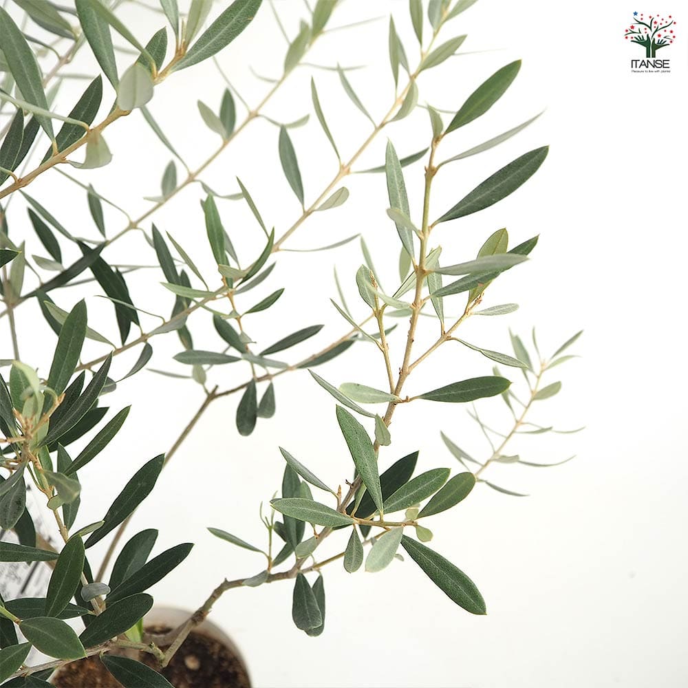 オリーブ ホジブランコ 白テーパ鉢 【果樹の苗木 5号／1個売り