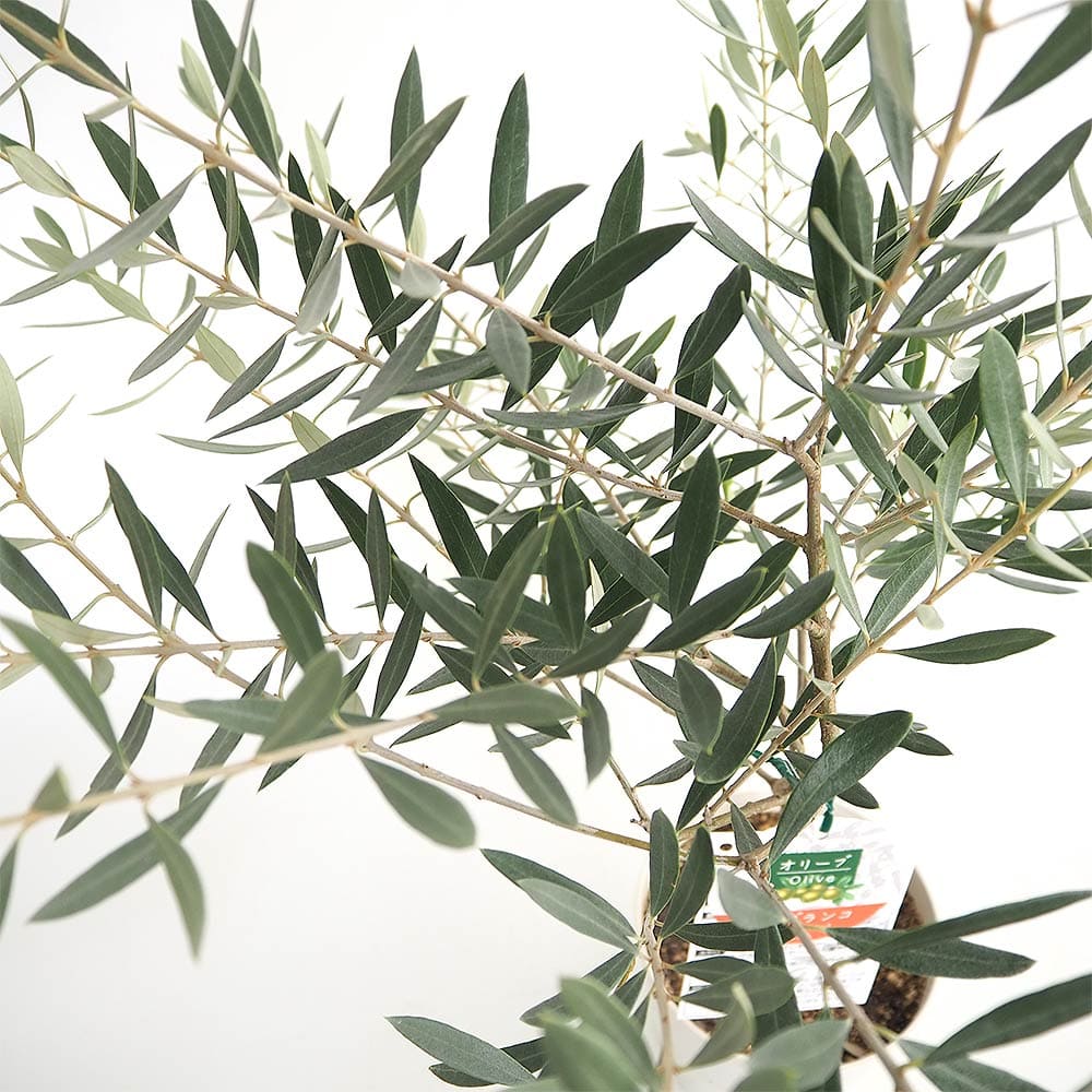 オリーブ ホジブランコ 白テーパ鉢 【果樹の苗木 5号／1個売り】