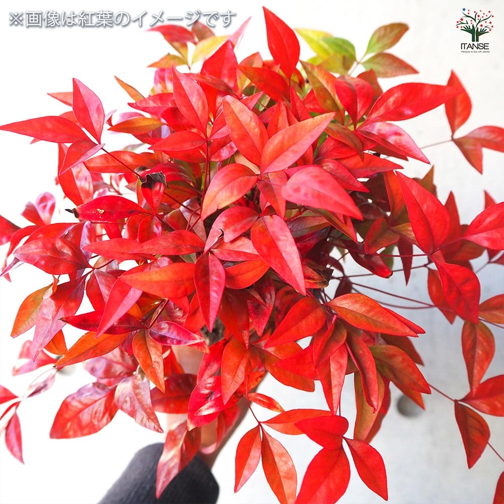 オタフク南天 【庭木 5号／1個売り】｜ 【植物のITANSE】全品