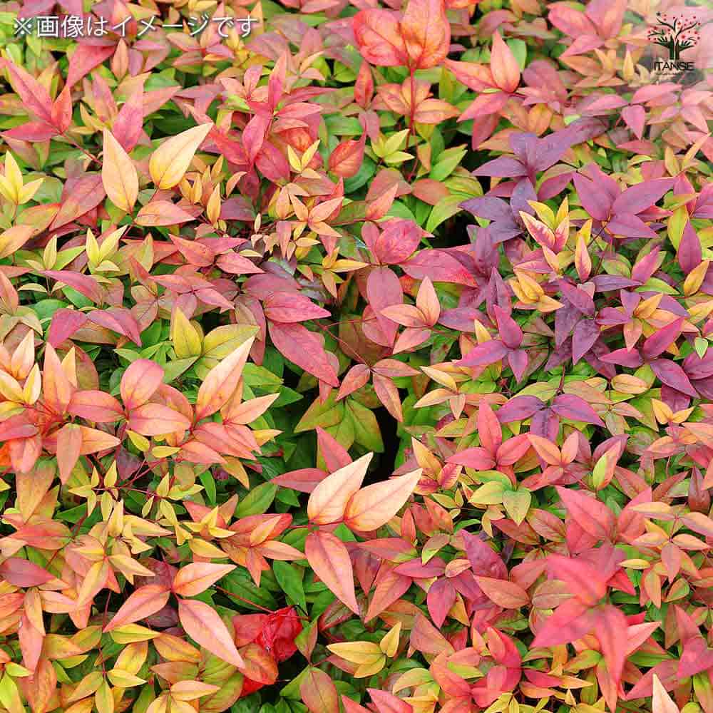 オタフク南天 【庭木 5号／1個売り】｜ 【植物のITANSE】全品