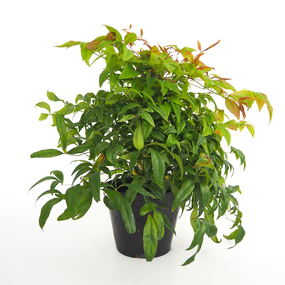 オタフク南天 【庭木 5号／1個売り】