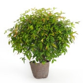 オタフク南天 ルートバッグ 【庭木 6号／1個売り】|植木・花木