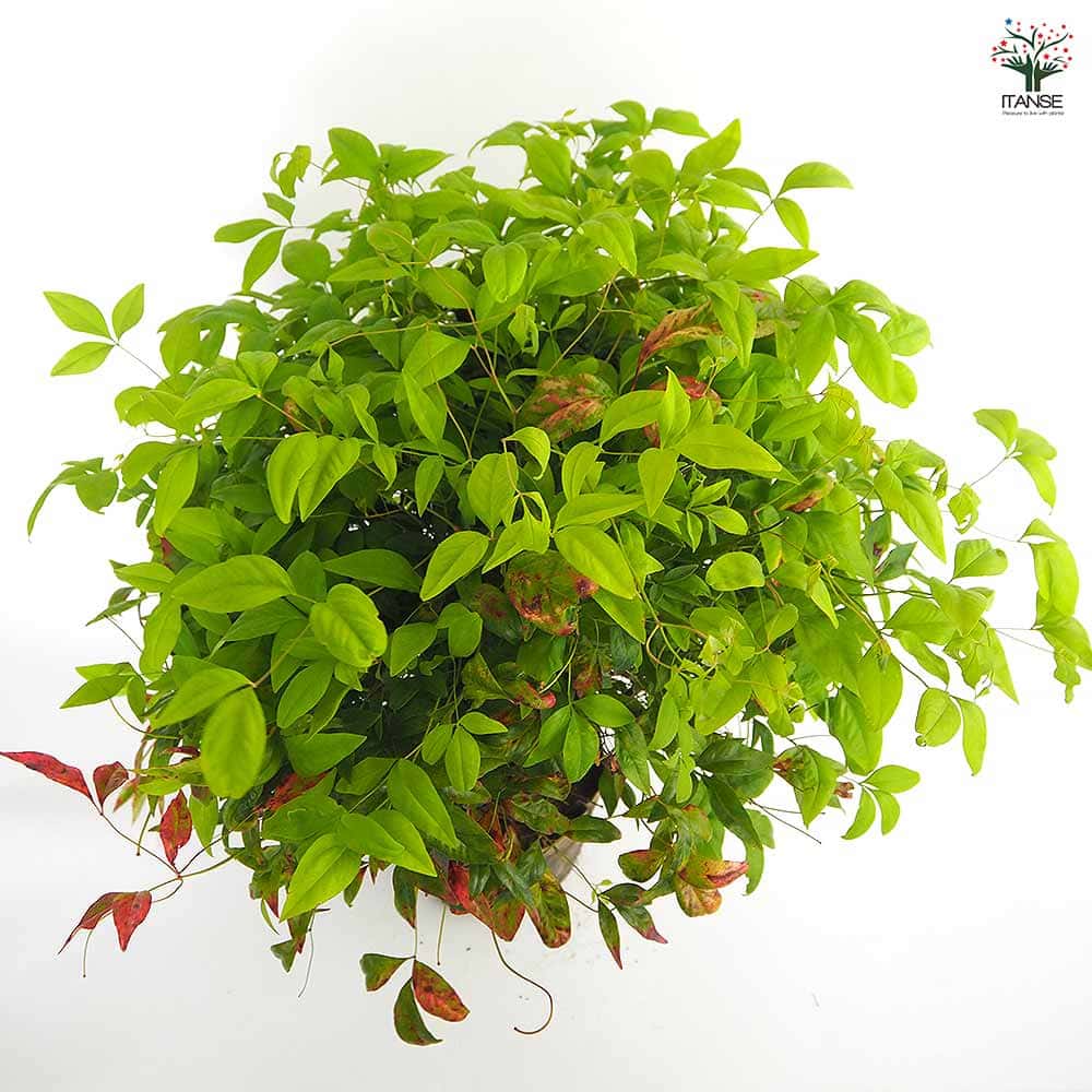 オタフク南天 ルートバッグ 【庭木 6号／1個売り】｜ 【植物の
