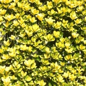 キンメツゲ ゴールデンシャワー 【庭木 5号／1個売り】|植木・花木