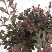 赤葉ツツジ カッパーエバー 【庭木 6号／1個売り】|植木・花木