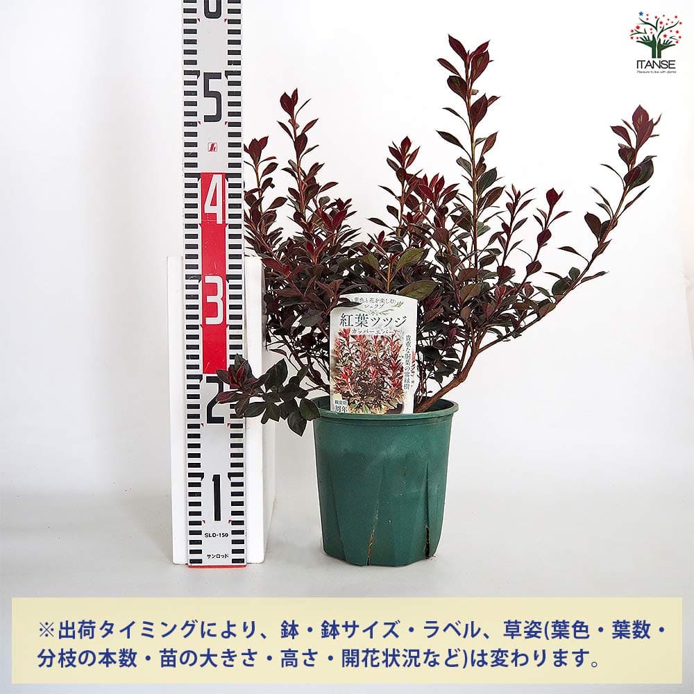 赤葉ツツジ カッパーエバー 【庭木 6号／1個売り】｜ 【植物の