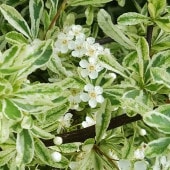 ピラカンサ ハーレークイーン 【庭木 4.5号／1個売り】|植木・花木