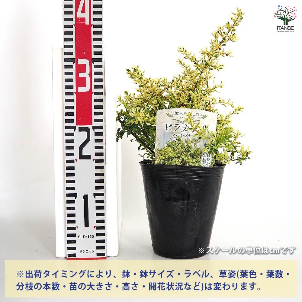 ピラカンサ ハーレークイーン 【庭木 4.5号／1個売り】｜ 【植物の