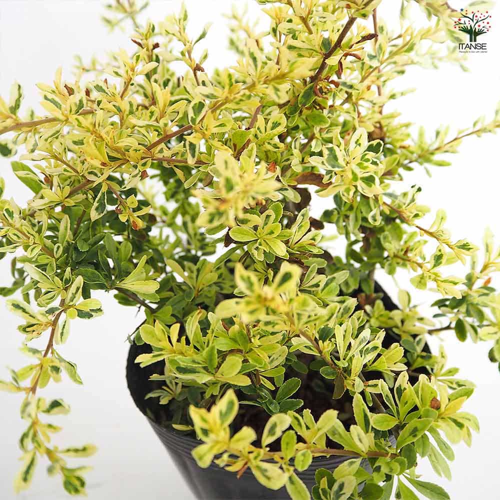 ピラカンサ ハーレークイーン 【庭木 4.5号／1個売り】｜ 【植物の