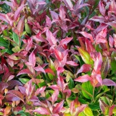 西洋岩南天 スカーレッタ 【庭木 6号／1個売り】|植木・花木