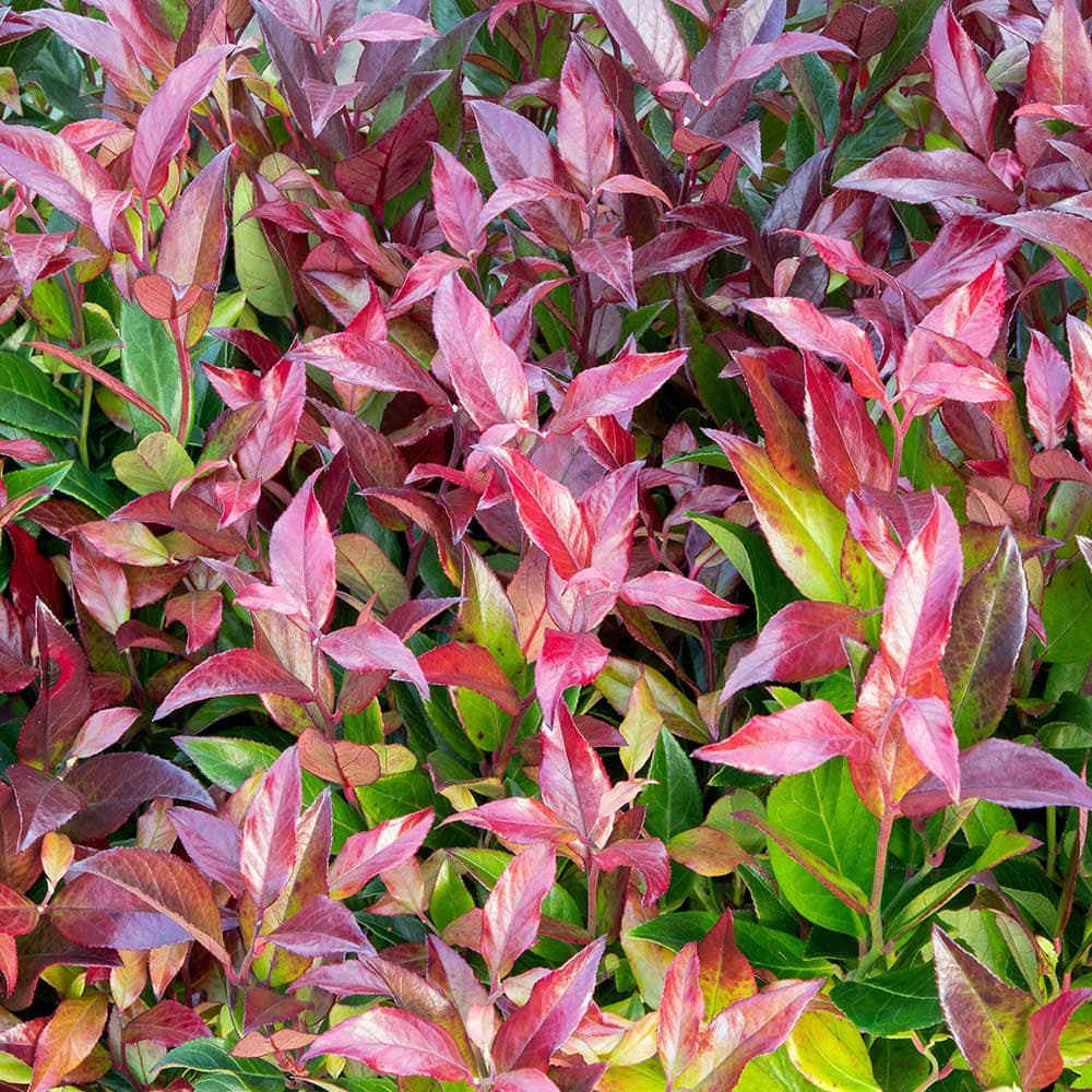 西洋岩南天 スカーレッタ 【庭木 6号／1個売り】