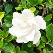 四季咲きクチナシ 【花木苗 6号／1個売り】|植木・花木