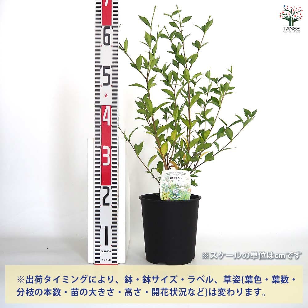 Y*9様 クチナシ【古木】お買得！ 四季咲きクチナシ 【花木苗 6号／1個売り】｜ 【植物のITANSE