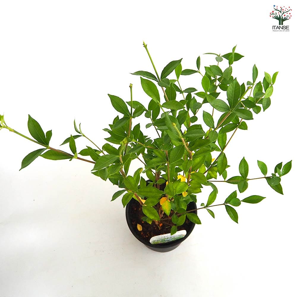 四季咲きクチナシ 【花木苗 6号／1個売り】｜ 【植物のITANSE