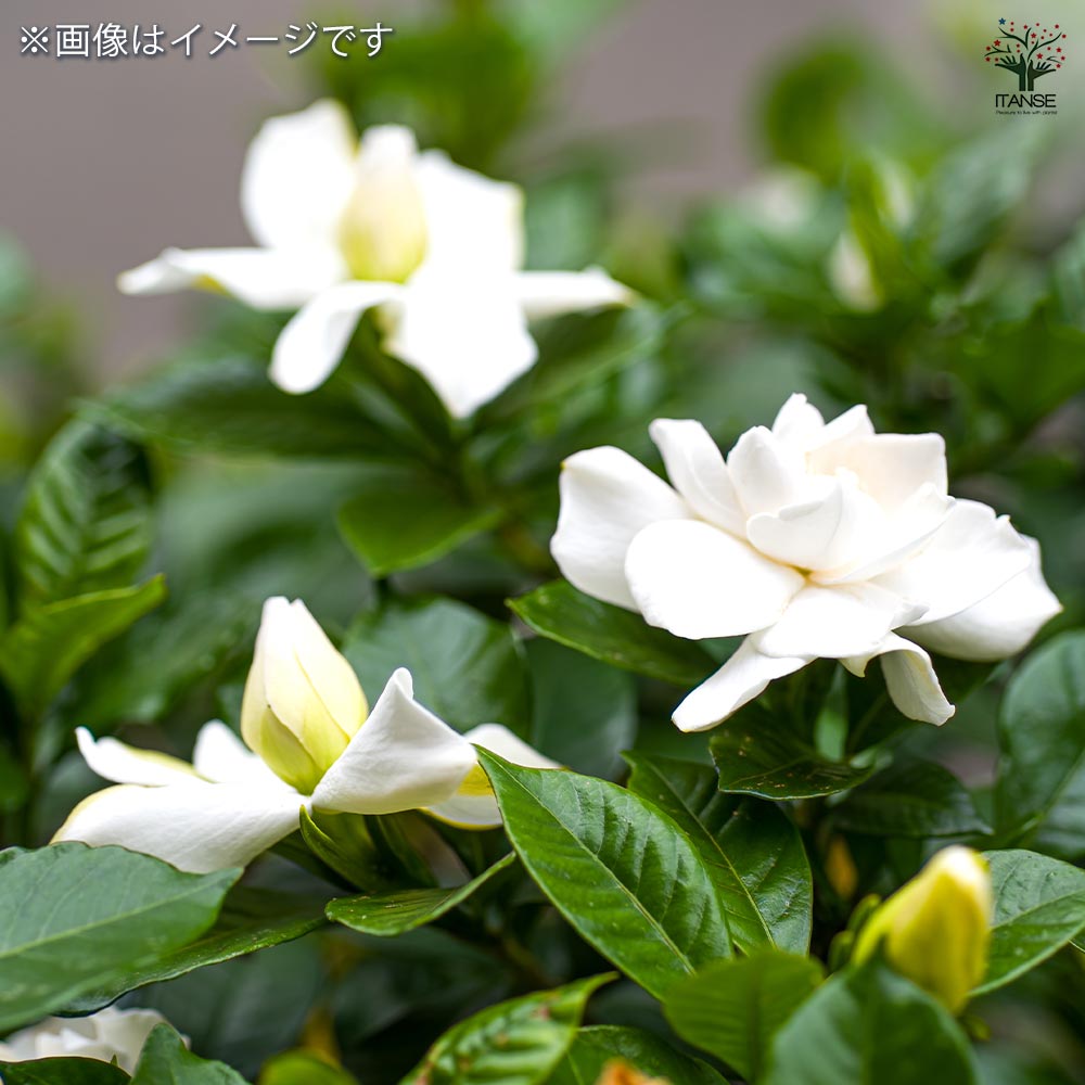 四季咲きクチナシ 【花木苗 6号／1個売り】｜ 【植物のITANSE