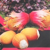 ヘーゼルナッツの苗木 ロードゼラヌート 【果樹の苗木 4号／1個売り】|果樹苗