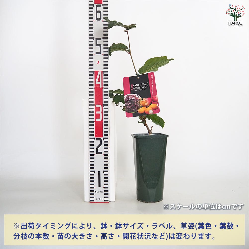 ヘーゼルナッツの苗木 ロードゼラヌート 【果樹の苗木 4号／1個売り