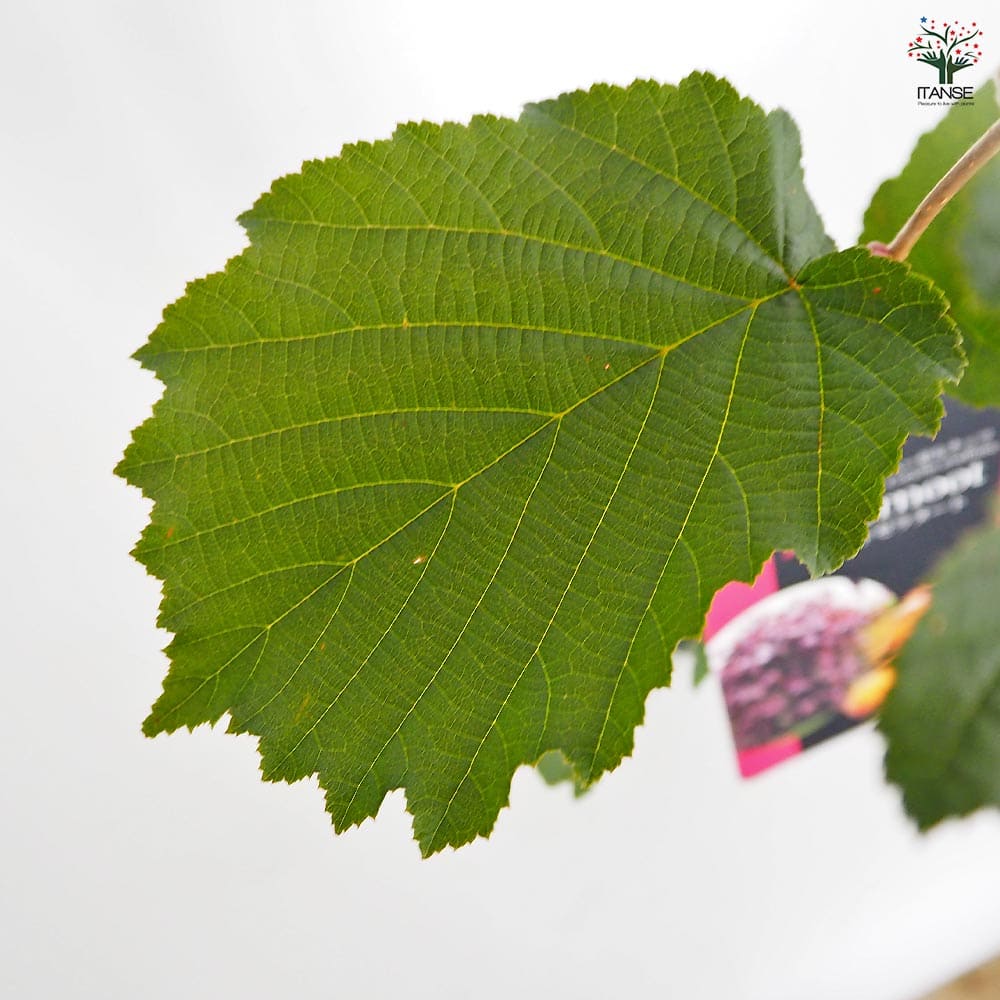 ヘーゼルナッツの苗木 ロードゼラヌート 【果樹の苗木 4号／1個売り