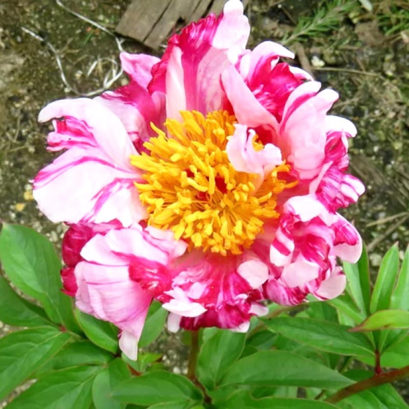 シャクヤク・芍薬｜【植物のITANSE】全品送料無料・即出荷!