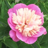 シャクヤク サンタフェ 【花木苗 4号／1個売り】|植木・花木