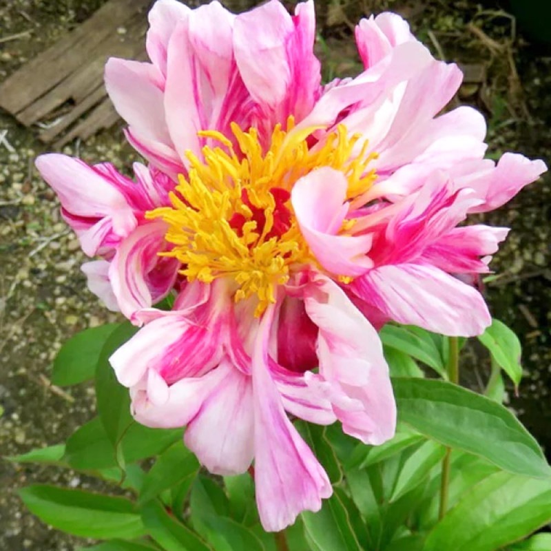 シャクヤク ピンクスプライザー 【花木苗 4号／1個売り】｜ 【植物の