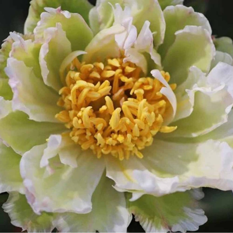 シャクヤク ピンクスプライザー 【花木苗 4号／1個売り】｜ 【植物の