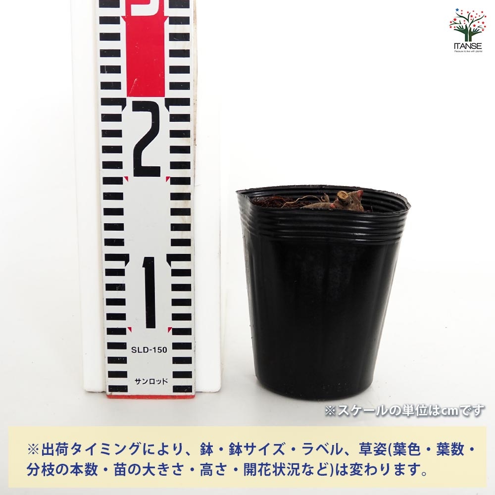 NO2◇【凪帆紅乱】×【花魁】◇交配ヤマシャクヤク実生4年生苗