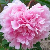 シャクヤク プレジデントウェルソン 【花木苗 4号／1個売り】|植木・花木