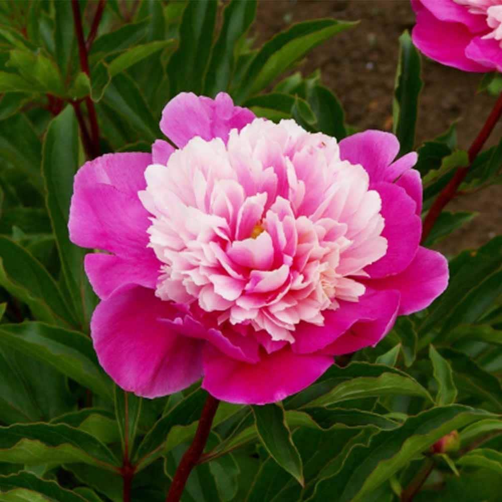 シャクヤク ゲイパリー 【花木苗 4号／1個売り】