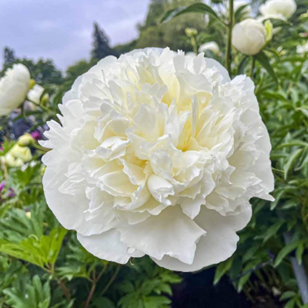 シャクヤク ブライダルシャリー 【花木苗 4号／1個売り】