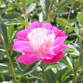 シャクヤク 乙女桜 【花木苗 4号／1個売り】|植木・花木