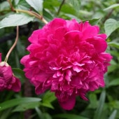 シャクヤク カールローゼンフィールド 【花木苗 4号／1個売り】|植木・花木